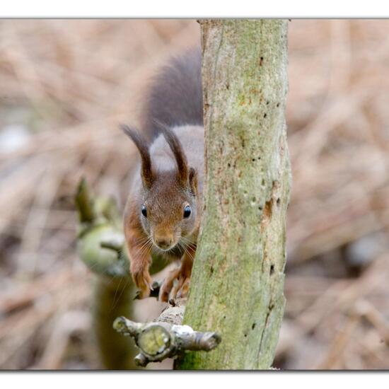 Red Squirrel: Animal in habitat Boreal forest in the NatureSpots App