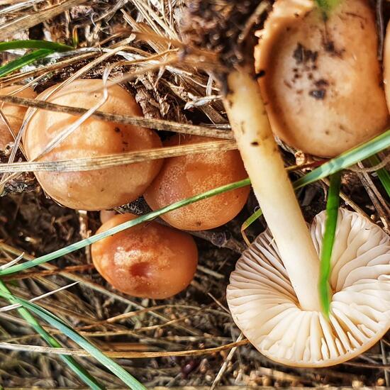 another species: Mushroom in nature in the NatureSpots App