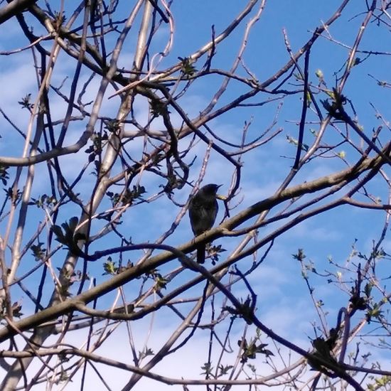 Hausrotschwanz: Tier im Habitat Garten in der NatureSpots App