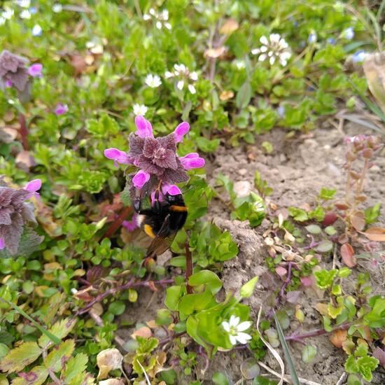 Dunkle Erdhummel: Tier im Habitat Naturnahe Wiese in der NatureSpots App