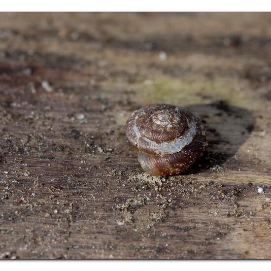 Gefleckte Schüsselschnecke: Tier im Habitat Grasland und Büsche in der NatureSpots App