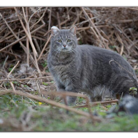 Felis catus: Animal in nature in the NatureSpots App