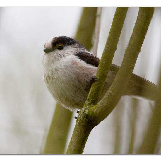 Schwanzmeise: Tier im Habitat Borealer Nadelwald in der NatureSpots App