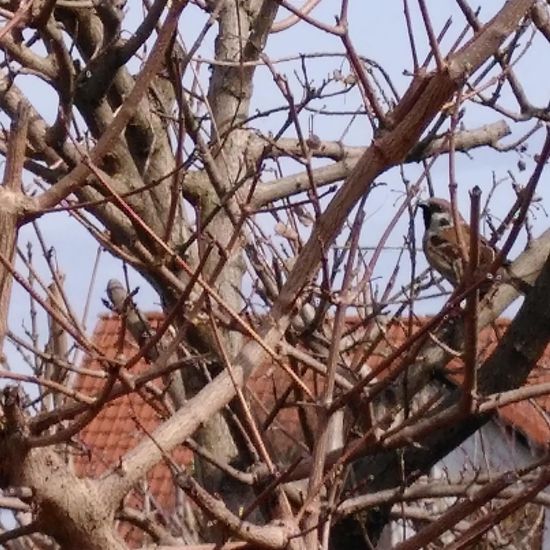 Feldsperling: Tier im Habitat Hecke/Blumenbeet in der NatureSpots App