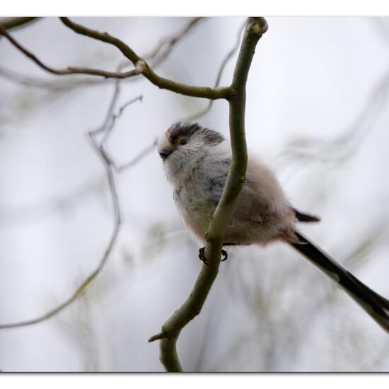 Schwanzmeise: Tier im Habitat Borealer Nadelwald in der NatureSpots App