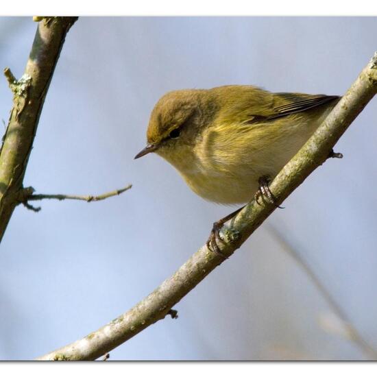 Common Chiffchaff: Animal in habitat Boreal forest in the NatureSpots App