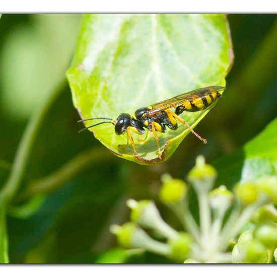 Mellinus arvensis: Tier im Habitat Grasland und Büsche in der NatureSpots App