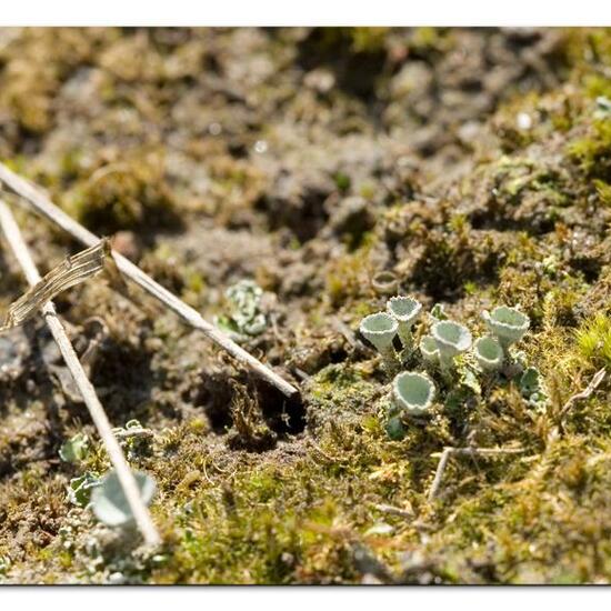 Cladonia humilis: Mushroom in habitat Road or Transportation in the NatureSpots App