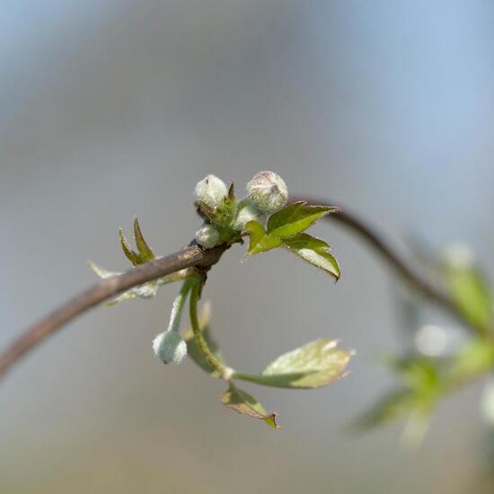 Clematis montana: Pflanze im Habitat Garten in der NatureSpots App