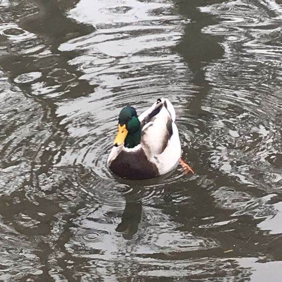 Mallard: Animal in habitat Stream in the NatureSpots App