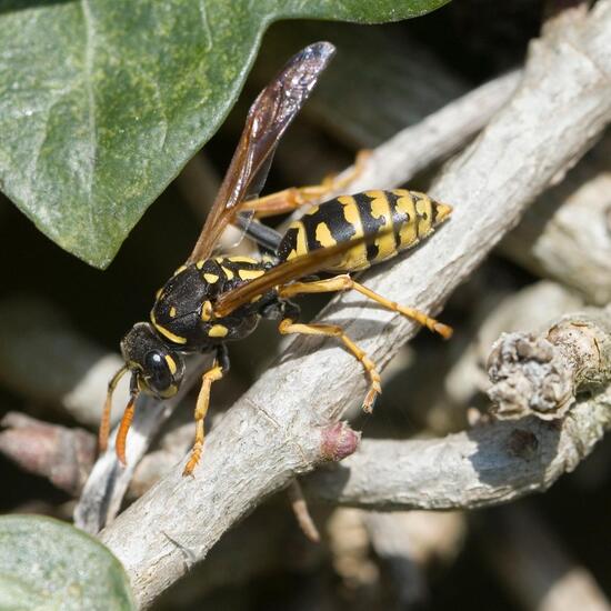 Gallische Feldwespe: Tier im Habitat Garten in der NatureSpots App