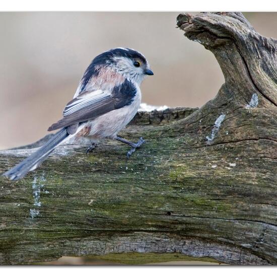 Schwanzmeise: Tier im Habitat Borealer Nadelwald in der NatureSpots App