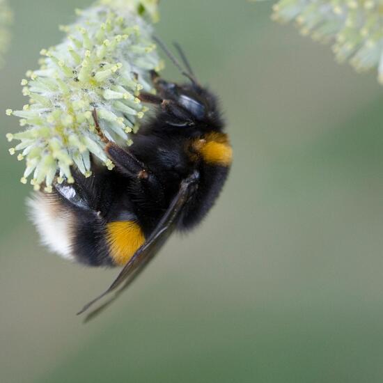 Dunkle Erdhummel: Tier in der Natur in der NatureSpots App