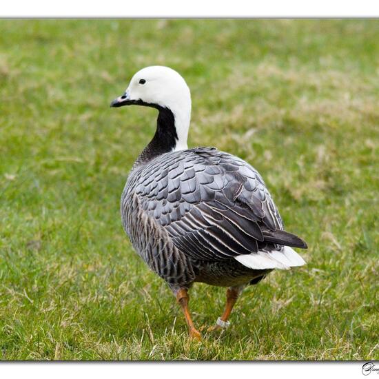 Emperor Goose: Animal in habitat Backyard in the NatureSpots App