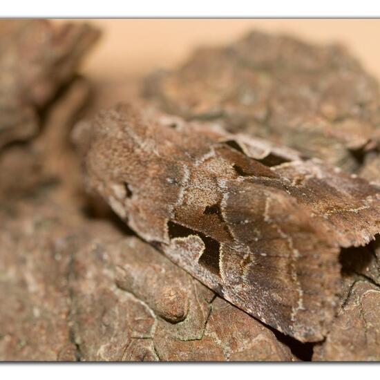 Hebrew Character: Animal in habitat Garden in the NatureSpots App