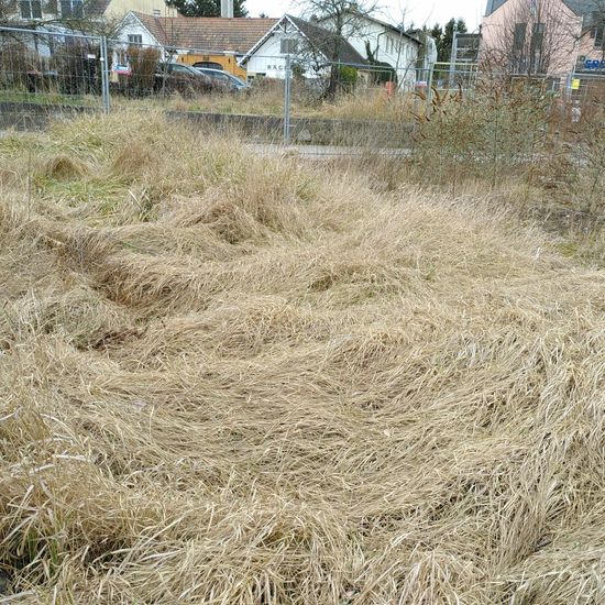 Landschaft: Grasland und Büsche im Habitat Naturnahe Wiese in der NatureSpots App