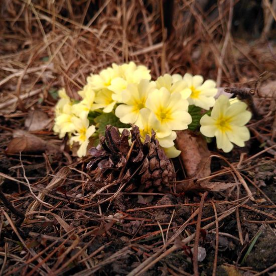 Primula vulgaris: Plant in habitat City or Urban habitat in the NatureSpots App