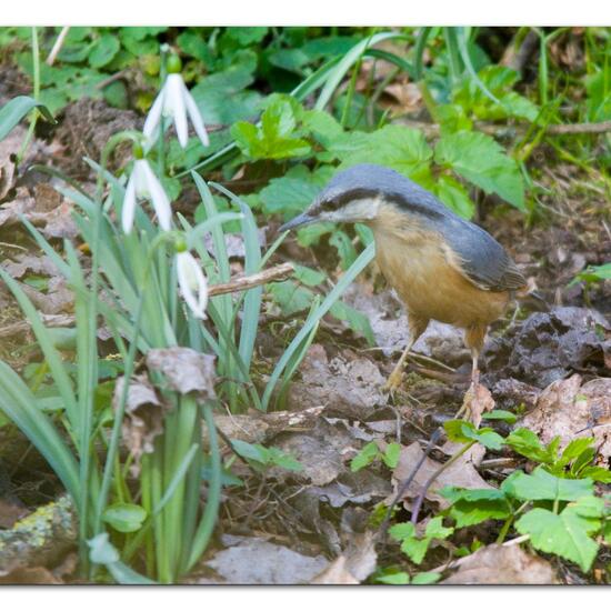 Sitta europaea: Animal in habitat Boreal forest in the NatureSpots App