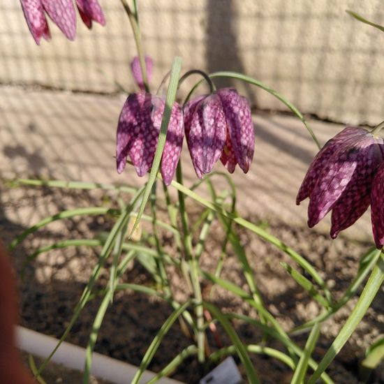 Fritillaria meleagris: Plant in habitat Garden in the NatureSpots App