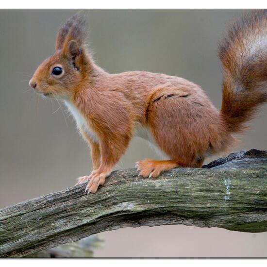 Red Squirrel: Animal in nature in the NatureSpots App