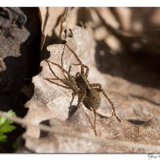 Pardosa amentata: Animal in habitat Grassland in the NatureSpots App