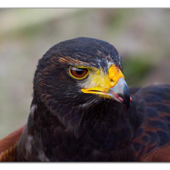 Harris's Hawk: Animal in habitat Crop cultivation in the NatureSpots App