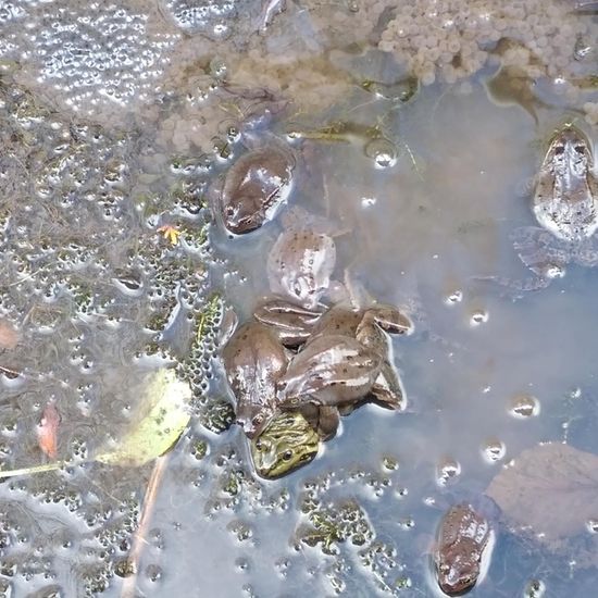 Wasserfrösche: Tier im Habitat Bach in der NatureSpots App