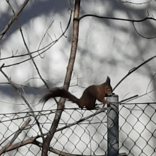 Eurasisches Eichhörnchen: Tier in der Natur in der NatureSpots App