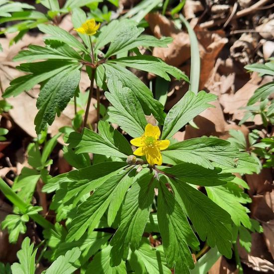 Anemone ranunculoides ranunculoides: Plant in nature in the NatureSpots App