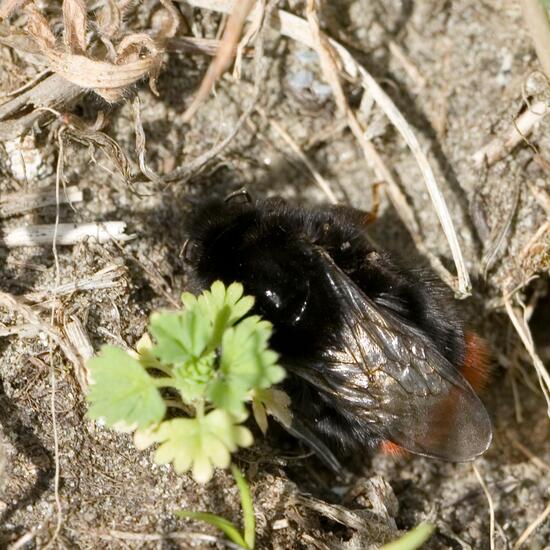 Bombus lapidarius: Animal in habitat Grassland in the NatureSpots App