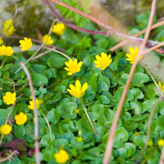 Scharbockskraut: Pflanze im Habitat Wald in der NatureSpots App