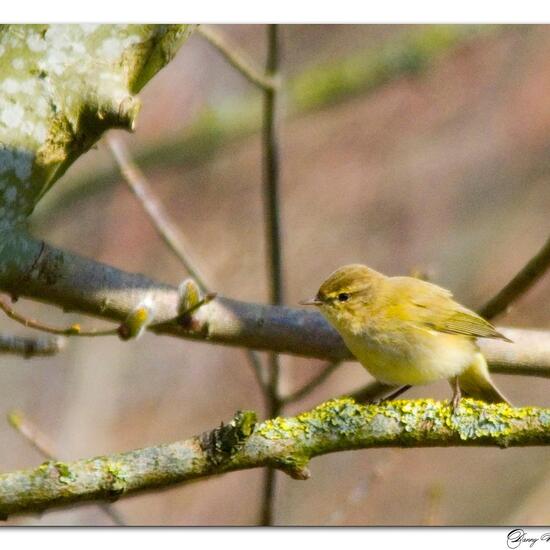 Zilpzalp: Tier im Habitat Wald in der NatureSpots App