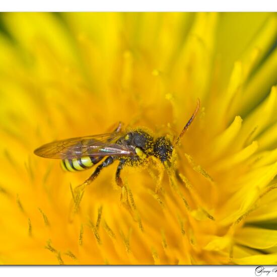 Nomada goodeniana: Animal in habitat Road or Transportation in the NatureSpots App