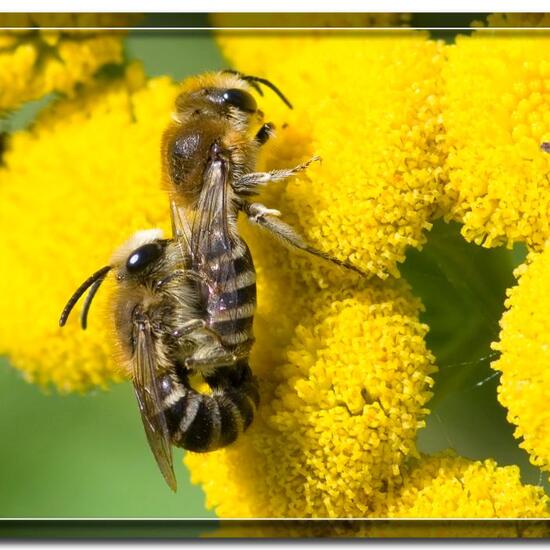 Gemeine Seidenbiene: Tier im Habitat Grasland und Büsche in der NatureSpots App