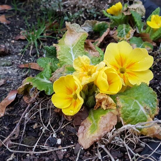 Primeln: Pflanze im Habitat Hecke/Blumenbeet in der NatureSpots App