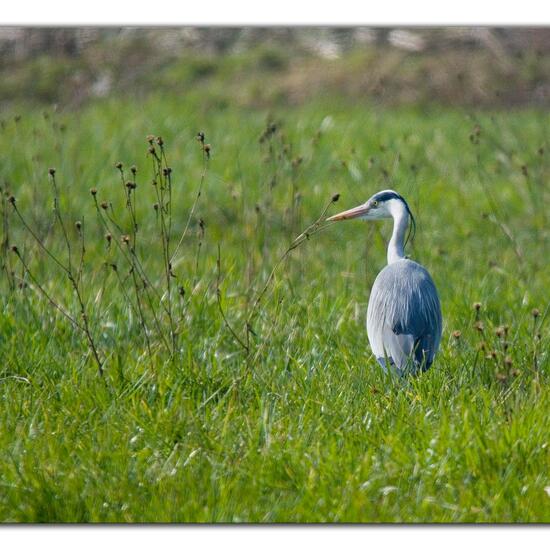 Grey Heron: Animal in habitat Agricultural meadow in the NatureSpots App