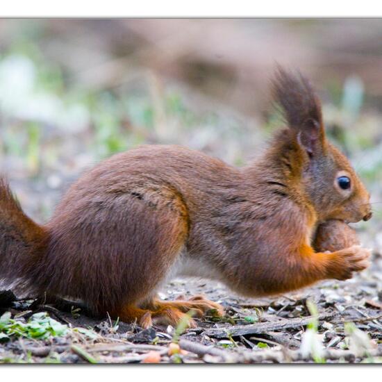 Eurasisches Eichhörnchen: Tier im Habitat Borealer Nadelwald in der NatureSpots App