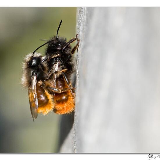 Osmia cornuta: Animal in habitat Garden in the NatureSpots App