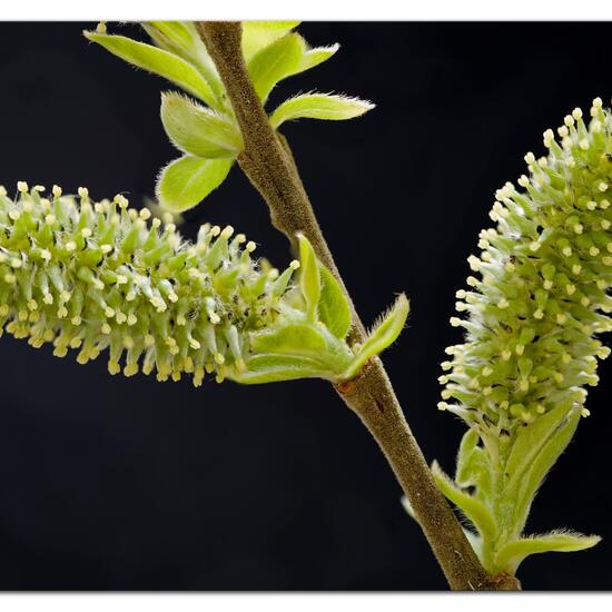 Salix caprea: Plant in habitat Forest in the NatureSpots App