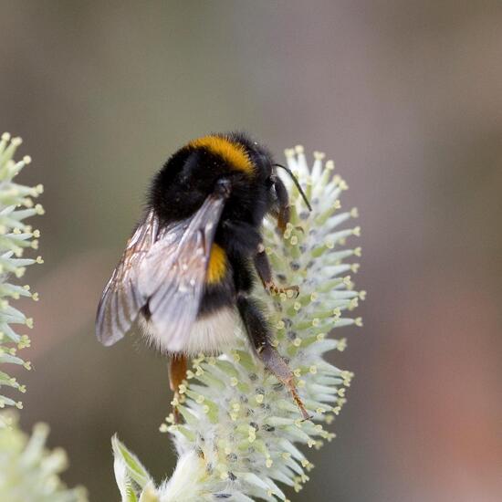 Dunkle Erdhummel: Tier in der Natur in der NatureSpots App