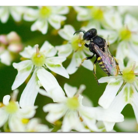 Oxybelus bipunctatus: Animal in habitat Grassland in the NatureSpots App