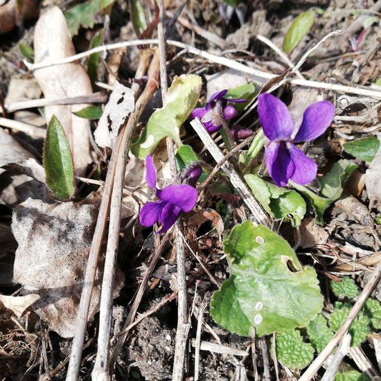 Viola reichenbachiana: Plant in nature in the NatureSpots App