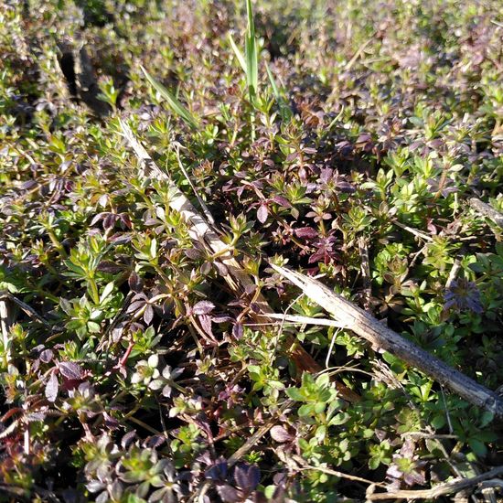 Galium aparine: Plant in habitat Semi-natural grassland in the NatureSpots App