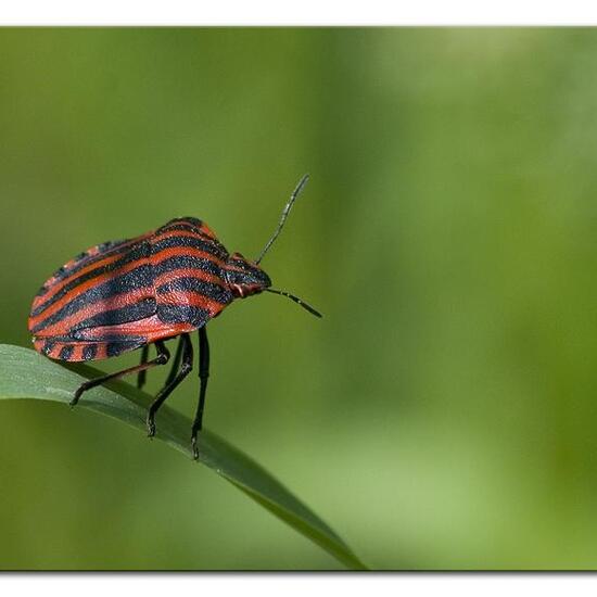 Graphosoma italicum: Animal in habitat Garden in the NatureSpots App