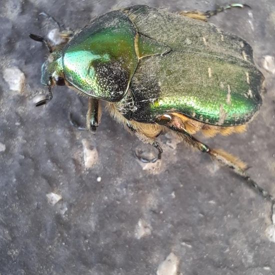 Goldglänzender Rosenkäfer: Tier in der Natur in der NatureSpots App