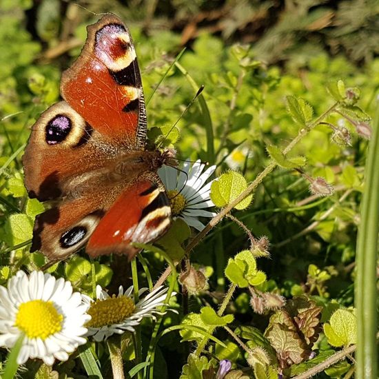 Aglais io: Animal in habitat Park in the NatureSpots App