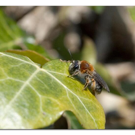 Rotschopfige Sandbiene: Tier im Habitat Garten in der NatureSpots App