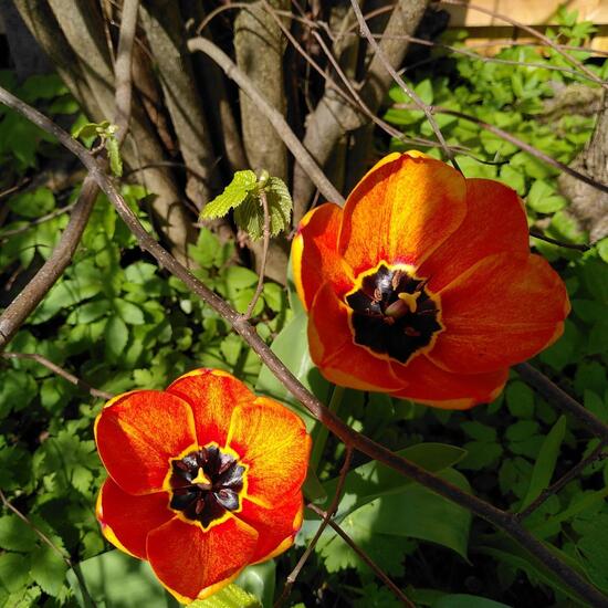 Tulipa: Plant in habitat Garden in the NatureSpots App