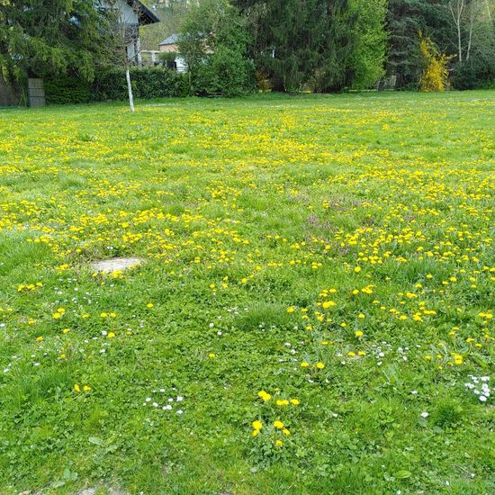 Landschaft: Grasland und Büsche im Habitat Halb-natürliches Grasland in der NatureSpots App