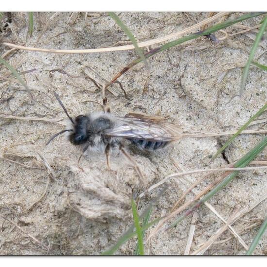 Weiden-Sandbiene: Tier im Habitat Ackerrandstreifen in der NatureSpots App